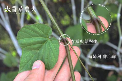 莖攀|臺灣中南部地區藤本植物的攀爬類型